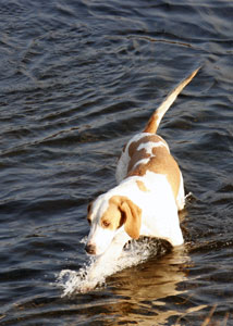 Hound in water by Betty Fold Gallery